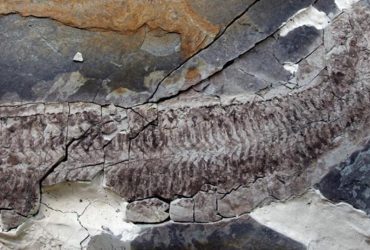 У окаменелости возрастом 444 миллиона лет есть свое имя и уникальная история