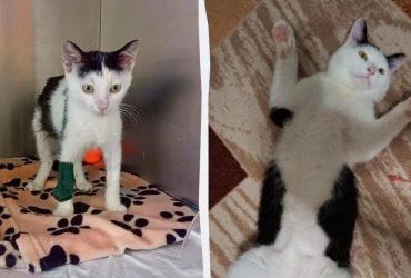 За крок від смерті: мережу розчулила історія кошеняти Кікі (фото)