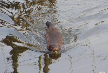 У Чорнобильському заповіднику поселився агресивний заокеанський гість