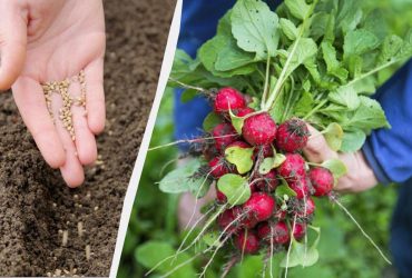 Буде соковитим і розміром з яйце: як правильно садити редис у відкритий ґрунт