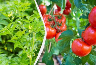 Хитрощі під час посадки помідорів: плоди будуть солодкими й ароматними