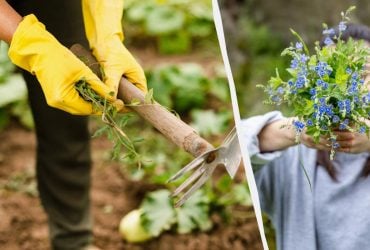 Які рослини не дають рости бур'янам: цю квітку варто посадити вже зараз