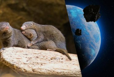 Млекопитающие выбрались на сушу до падения астероида, который убил динозавров, - ученые