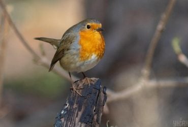 Комфортне тепло потішить українців 26 березня, - синоптикиня Діденко