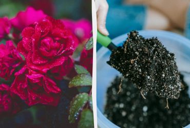 Розы будут размером с пионы: вот чем нужно подкормить уже сейчас