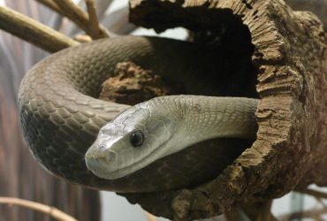 Можно умереть за 30 минут: биолог рассказал о змее в Африке, которая наводит ужас на людей