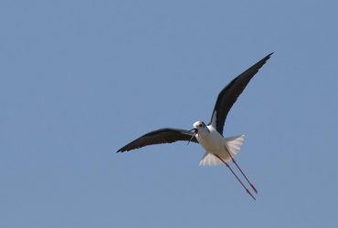 В Одесскую область прилетели удивительные краснокнижные птицы (видео)