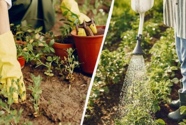 Как поливать сад и огород, расходуя в 2 раза меньше воды: проверенные хитрости