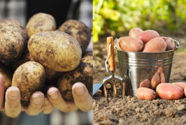 Чи можна садити картоплю із супермаркету: садівниця дала точну відповідь