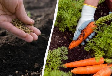 Что добавить в лунку при посадке моркови: вырастет ровненькой, крупной и сладкой