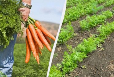 Урожай моркови соберете ведрами даже в засушливое лето: вот что нужно сделать