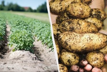 Учені знайшли несподіваного предка картоплі