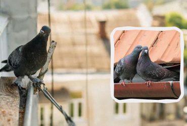 Голуби будут обходить ваш балкон и крышу десятой дорогой: вот что нужно сделать