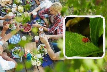 Нужно сделать это - и клещи не смогут укусить: гениально простой метод защиты