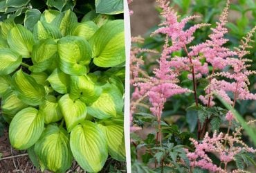 Что посадить на затенённом участке: этим цветам не нужно солнце