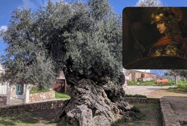 У Греції росте легендарне оливкове дерево, яке ще бачило імперію Олександра Македонського
