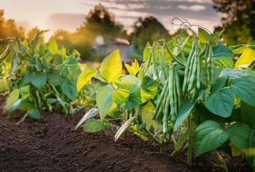 Урожай ведрами даже без солнца: какие овощи посадить в тени