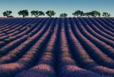 Де найкрасивіші лавандові поля у світі: Lonely Planet назвав місця