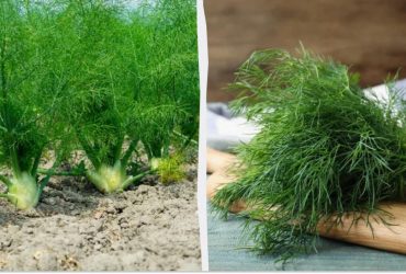 Урожай будете собирать до заморозков, если посеять укроп в эти даты: лунный календарь