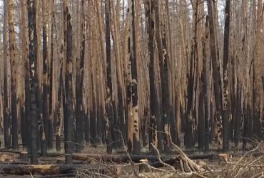 Уникальный Серебрянский лес почти уничтожен: эколог оценил, можно ли его восстановить