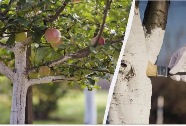 Побелка, которую не смоет дождь: один простой ингредиент для стойкости