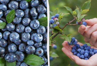 Чому корисно їсти чорницю: учені відкрили несподівану властивість цих ягід