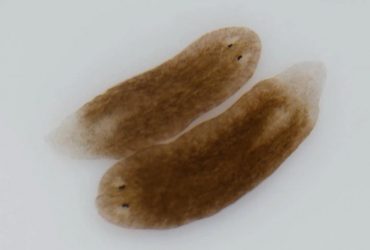 Безсмертна істота може допомогти розкрити секрет старіння: приголомшливе відкриття учених