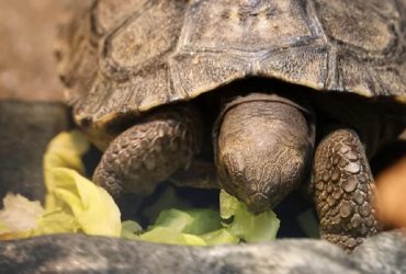 У пари галапагоських черепах уперше вилупилися дитинчата: чим це дивовижно (відео)