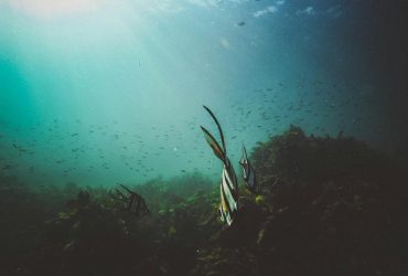 Добыча полезных ископаемых оказала заметное влияние на морских существ, - ученые