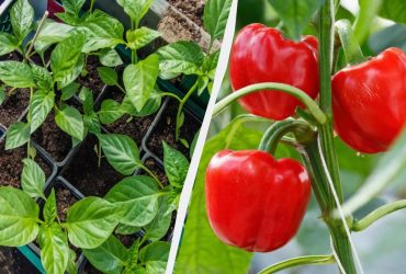 Перец будет крупным и мясистым: что добавить в лунку при посадке