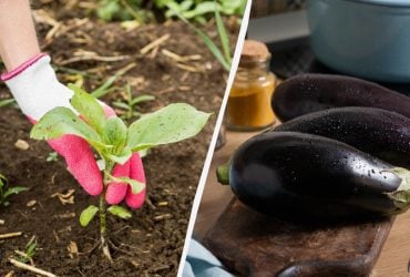 Що покласти в лунку при посадці баклажанів: урожаю вистачить на весь сезон і на заготовки