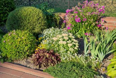 Від жоржин до жасмину: які рослини посадити вздовж паркану цього року