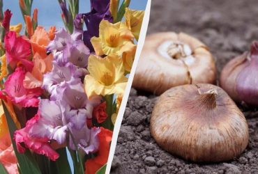 Коли садити гладіолуси, щоб до 1 вересня зібрати букет мрії: є одна хитрість