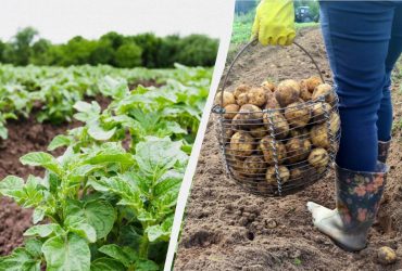 Чому не можна садити картоплю до Великодня цього року: справа не в прикметах