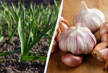 Урожаю було б у 2 рази більше, знай ви про це раніше: коли можна садити часник
