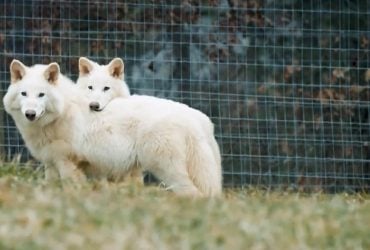 Вчені відродили вимерлих 10 тисяч років тому жахливих вовків
