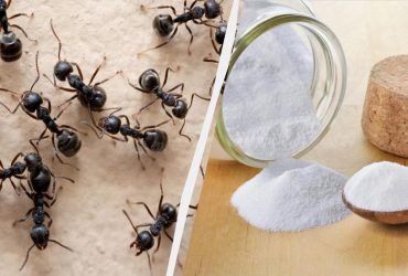 Простий спосіб позбутися мурах у будинку та квартирі: цей інгредієнт є на кожній кухні