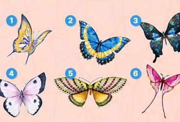 Якого метелика ви оберете: тест на найяскравіші риси характеру