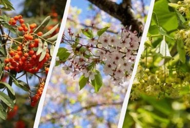 Эти деревья нужно посадить возле дома: украсят сад и привлекут благополучие