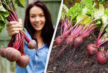 До якого числа потрібно посадити буряк: сприятливі дати за місячним календарем