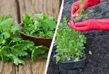 Петрушка буде соковитою, якщо посадити її в ці дні: місячний календар на квітень