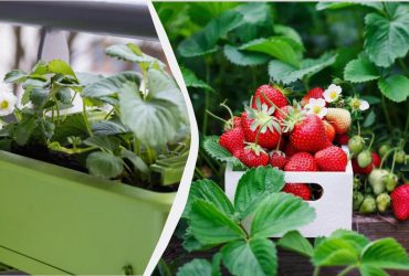 Своя клубника дома: как вырастить сочные ягоды прямо в горшке