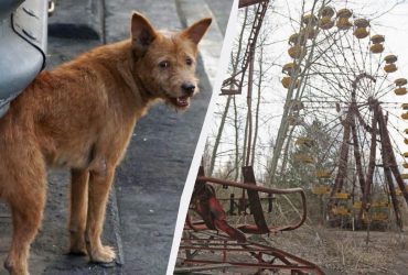 Чорнобильські собаки зазнали генетичних змін, які не піддаються поясненню, - вчені