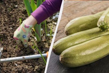 Кабачки вырастут гигантскими с этой подкормкой: удобрить нужно сейчас