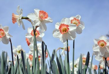 15 апреля в Украине будет тепло, в нескольких областях - дожди (карта)