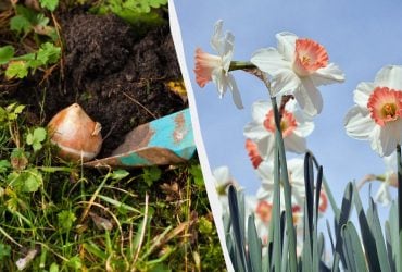 В каком месяце сажать нарциссы лучше всего: приживутся и красиво зацветут