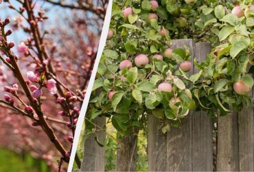 Весняна обробка яблуні від гнилі: ці кілька кроків врятують ваше дерево