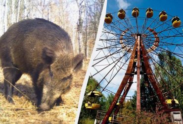 Парадокс чорнобильських кабанів: вчені розгадали багаторічну таємницю