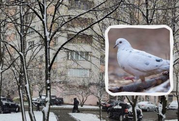 Треба мати очі орла, щоб знайти голуба у засніженому Києві: надскладна оптична ілюзія