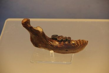 Крайне редкая челюсть древнего подвида людей помогла открыть ранее неизвестный важный факт